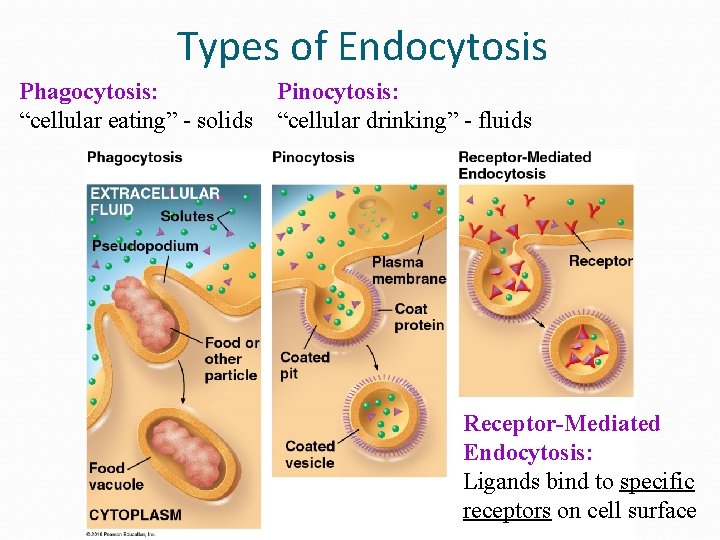 Types of Endocytosis Phagocytosis: “cellular eating” - solids Pinocytosis: “cellular drinking” - fluids Receptor-Mediated