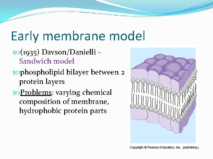 Early membrane model (1935) Davson/Danielli – Sandwich model phospholipid bilayer between 2 protein layers