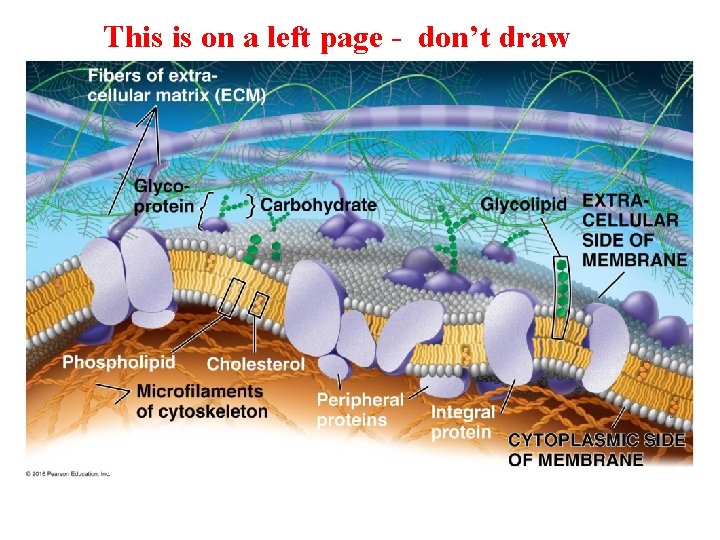 This is on a left page - don’t draw 