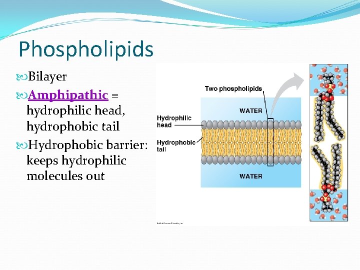 Phospholipids Bilayer Amphipathic = hydrophilic head, hydrophobic tail Hydrophobic barrier: keeps hydrophilic molecules out