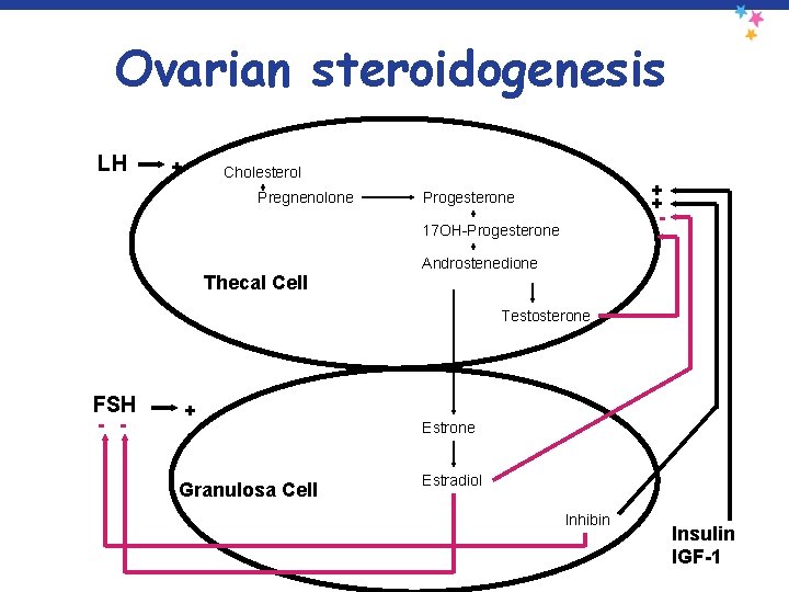 Ovarian steroidogenesis LH + Cholesterol Pregnenolone + + - Progesterone 17 OH-Progesterone Thecal Cell