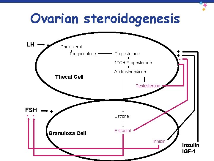 Ovarian steroidogenesis LH + Cholesterol Pregnenolone + + - Progesterone 17 OH-Progesterone Thecal Cell