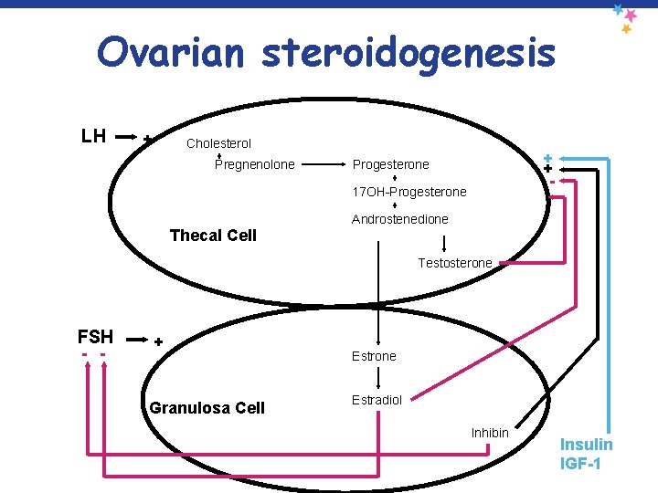 Ovarian steroidogenesis LH + Cholesterol Pregnenolone + + - Progesterone 17 OH-Progesterone Thecal Cell
