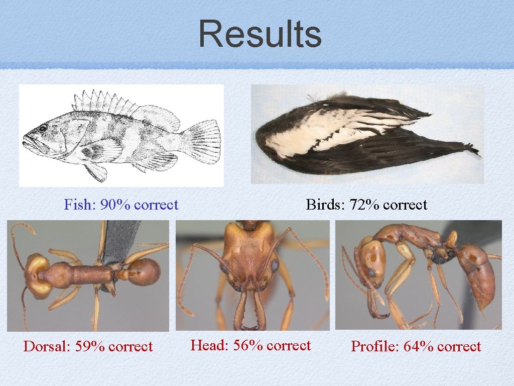 Results Fish: 90% correct Dorsal: 59% correct Birds: 72% correct Head: 56% correct Profile: