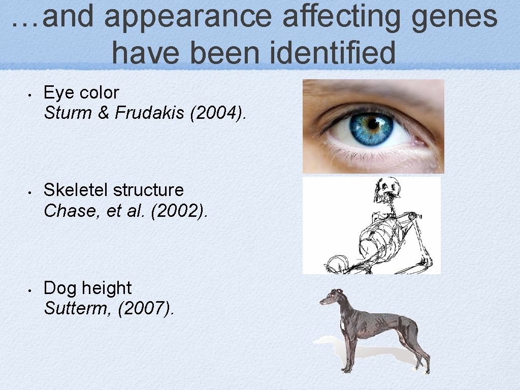 …and appearance affecting genes have been identified • • • Eye color Sturm &
