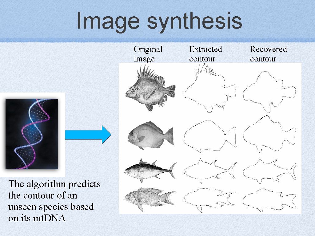 Image synthesis Original image The algorithm predicts the contour of an unseen species based