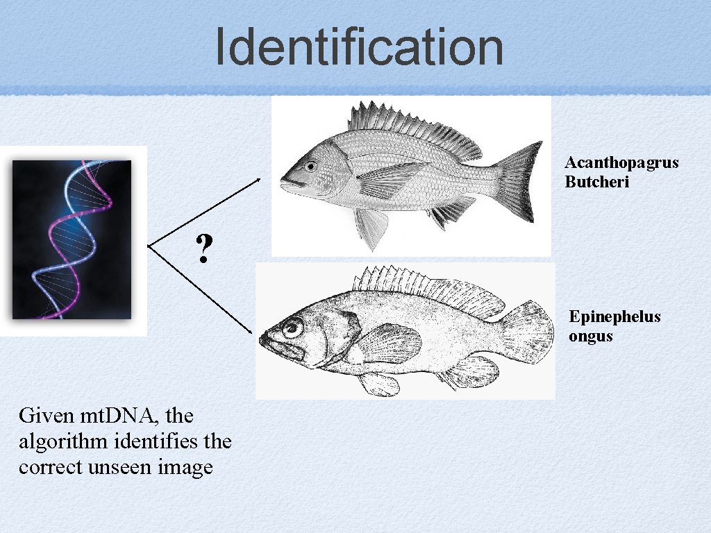 Identification Acanthopagrus Butcheri ? Epinephelus ongus Given mt. DNA, the algorithm identifies the correct