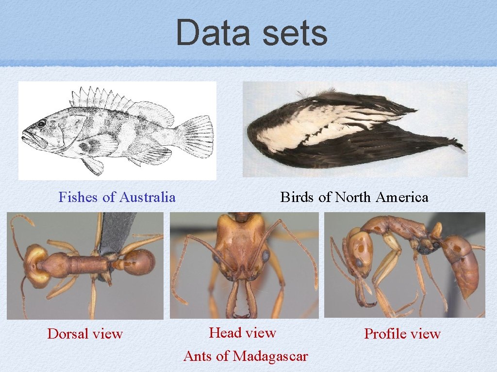 Data sets Fishes of Australia Dorsal view Birds of North America Head view Ants