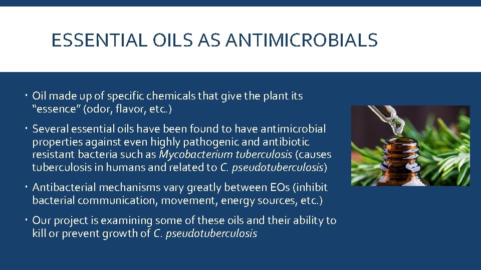 ESSENTIAL OILS AS ANTIMICROBIALS Oil made up of specific chemicals that give the plant