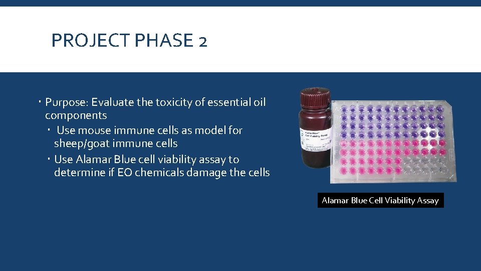 PROJECT PHASE 2 Purpose: Evaluate the toxicity of essential oil components Use mouse immune