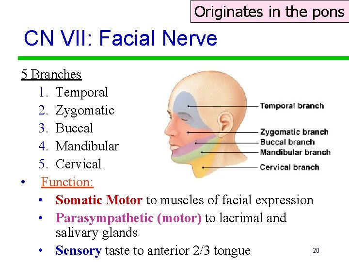 Originates in the pons CN VII: Facial Nerve 5 Branches 1. Temporal 2. Zygomatic