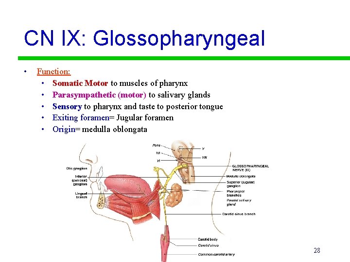 CN IX: Glossopharyngeal • Function: • Somatic Motor to muscles of pharynx • Parasympathetic