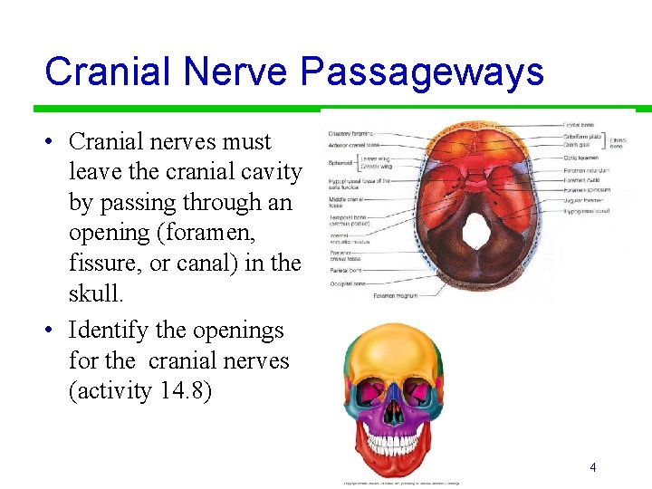 Cranial Nerve Passageways • Cranial nerves must leave the cranial cavity by passing through