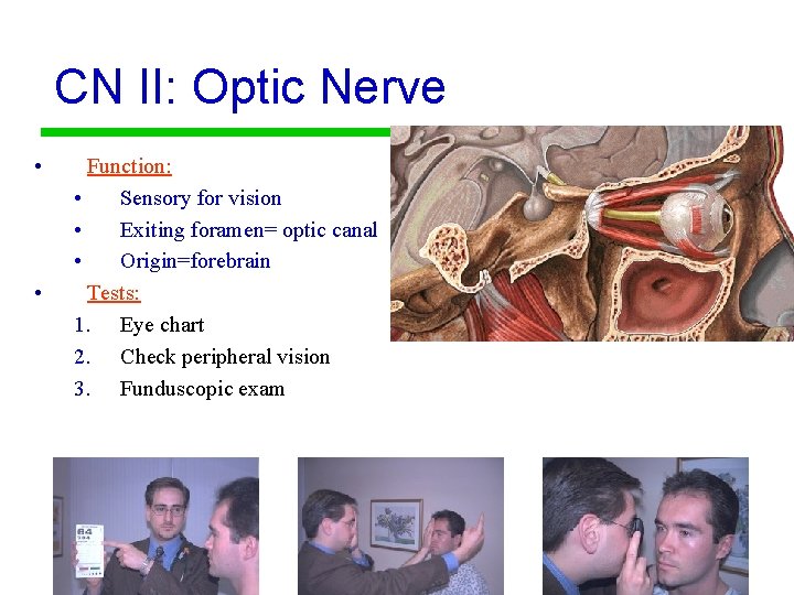 CN II: Optic Nerve • • Function: • Sensory for vision • Exiting foramen=