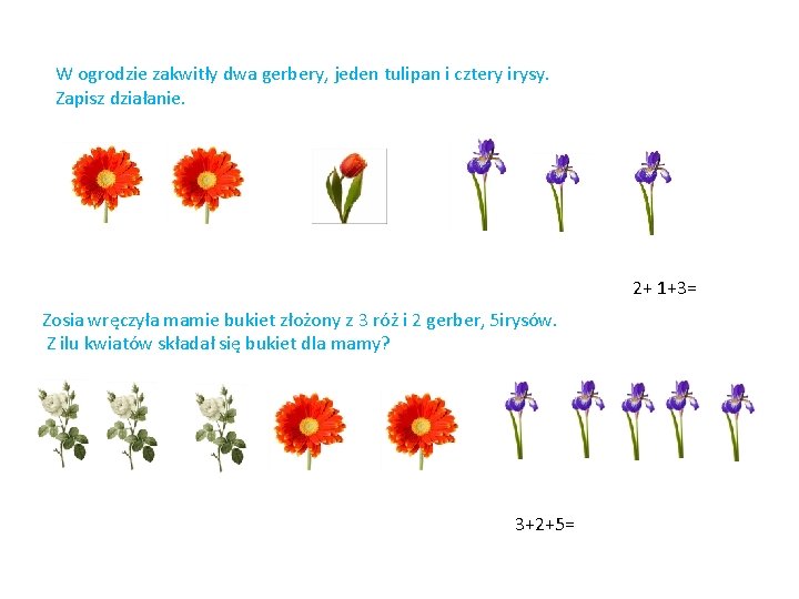 W ogrodzie zakwitły dwa gerbery, jeden tulipan i cztery irysy. Zapisz działanie. 2+ 1+3=