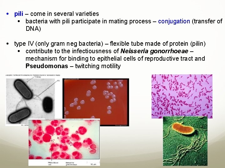  pili – come in several varieties bacteria with pili participate in mating process