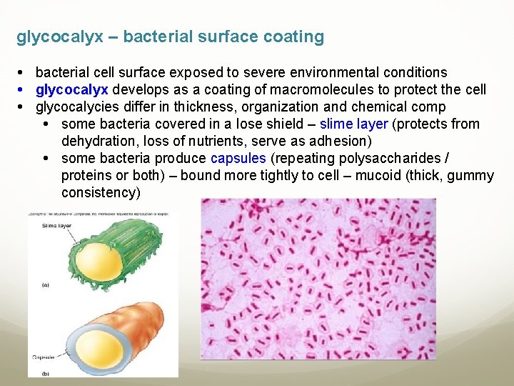 glycocalyx – bacterial surface coating bacterial cell surface exposed to severe environmental conditions glycocalyx