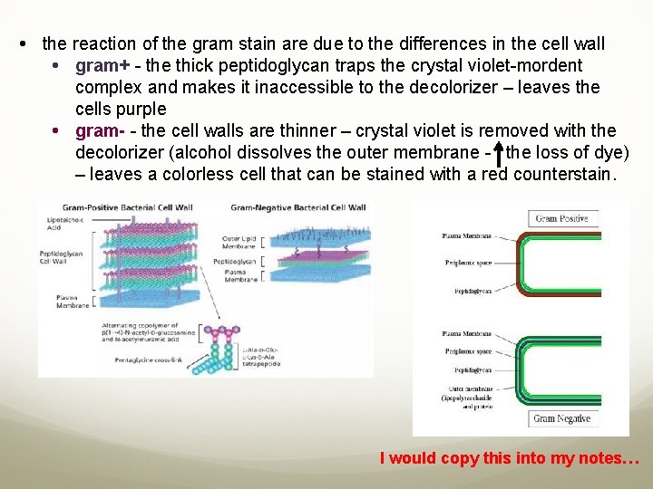  the reaction of the gram stain are due to the differences in the