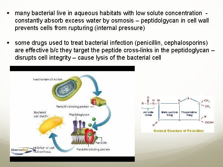  many bacterial live in aqueous habitats with low solute concentration constantly absorb excess