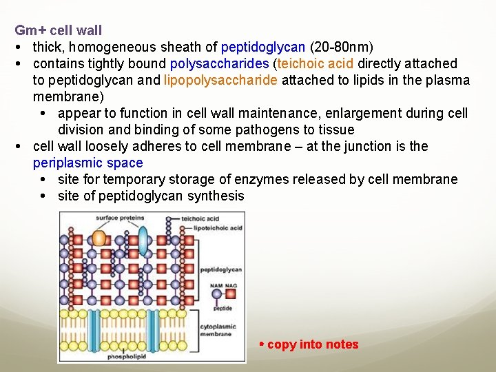 Gm+ cell wall thick, homogeneous sheath of peptidoglycan (20 -80 nm) contains tightly bound