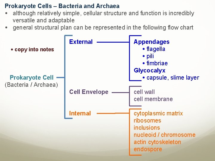 Prokaryote Cells – Bacteria and Archaea although relatively simple, cellular structure and function is