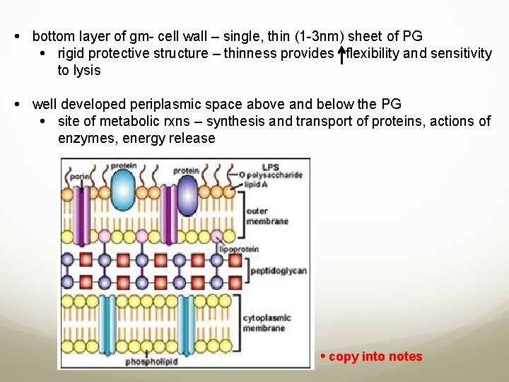  bottom layer of gm- cell wall – single, thin (1 -3 nm) sheet