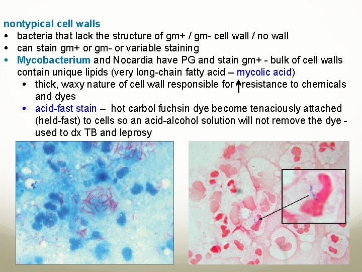 nontypical cell walls bacteria that lack the structure of gm+ / gm- cell wall