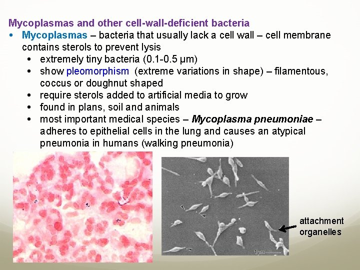 Mycoplasmas and other cell-wall-deficient bacteria Mycoplasmas – bacteria that usually lack a cell wall