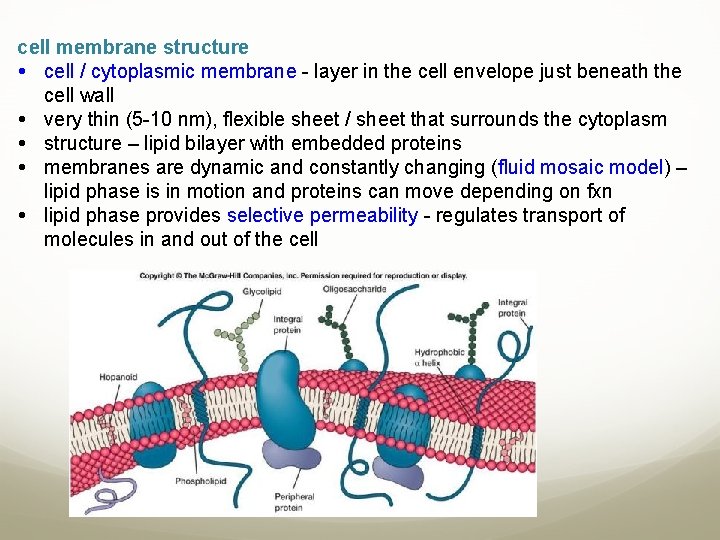cell membrane structure cell / cytoplasmic membrane - layer in the cell envelope just