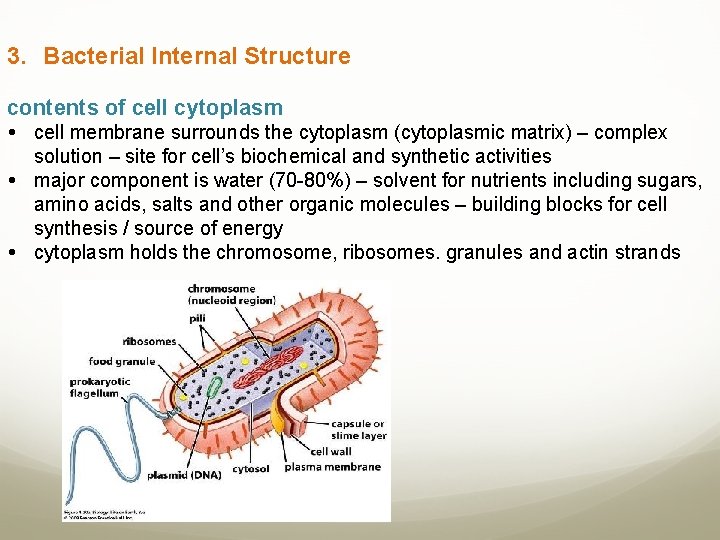 3. Bacterial Internal Structure contents of cell cytoplasm cell membrane surrounds the cytoplasm (cytoplasmic