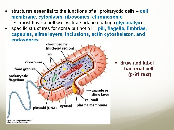  structures essential to the functions of all prokaryotic cells – cell membrane, cytoplasm,