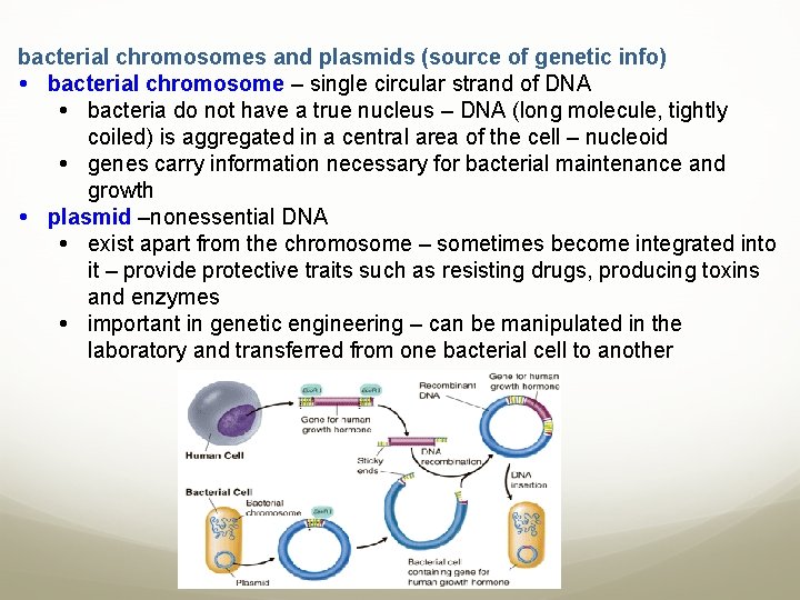 bacterial chromosomes and plasmids (source of genetic info) bacterial chromosome – single circular strand