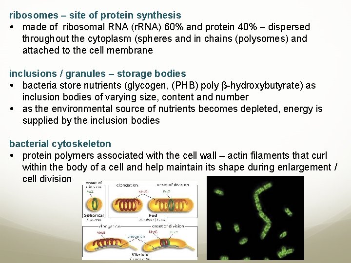 ribosomes – site of protein synthesis made of ribosomal RNA (r. RNA) 60% and
