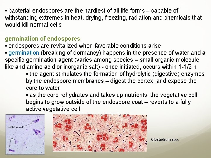 ▪ bacterial endospores are the hardiest of all life forms – capable of withstanding