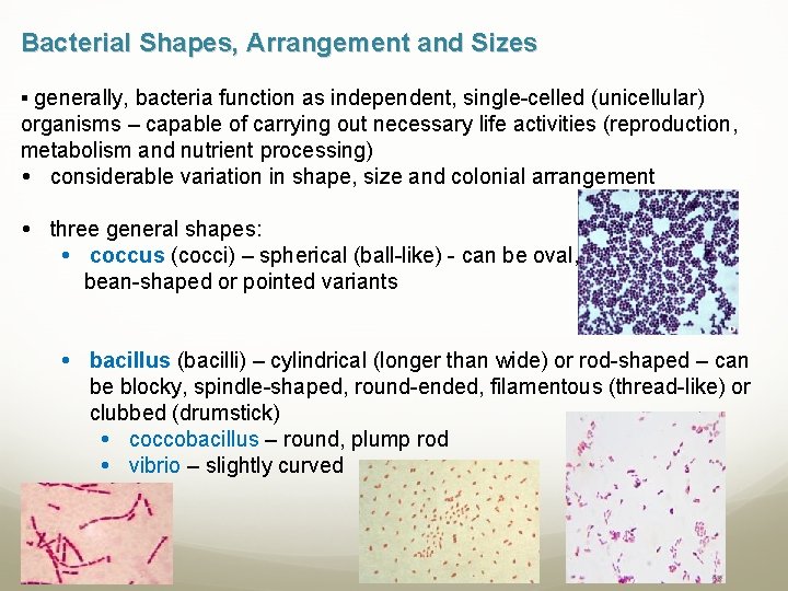 Bacterial Shapes, Arrangement and Sizes ▪ generally, bacteria function as independent, single-celled (unicellular) organisms