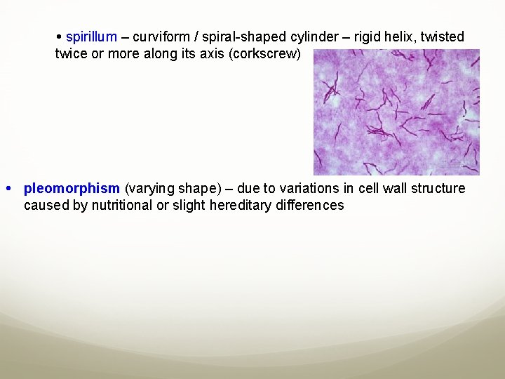  spirillum – curviform / spiral-shaped cylinder – rigid helix, twisted twice or more