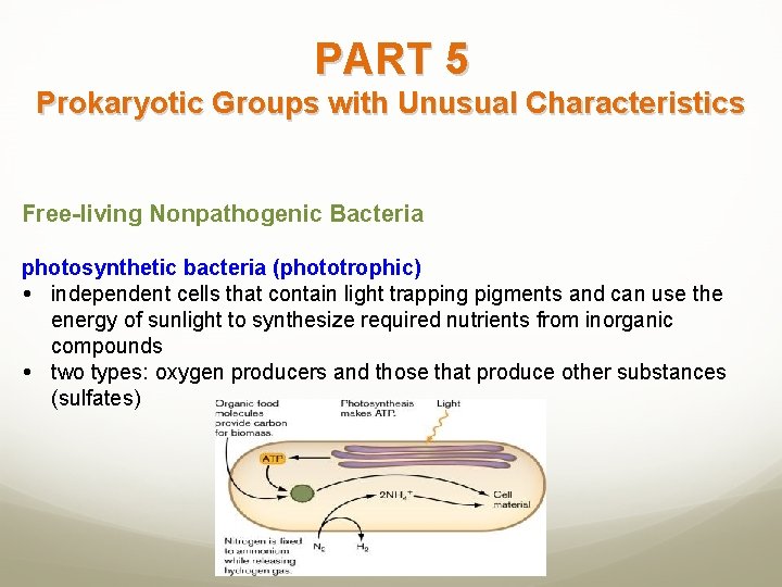 PART 5 Prokaryotic Groups with Unusual Characteristics Free-living Nonpathogenic Bacteria photosynthetic bacteria (phototrophic) independent