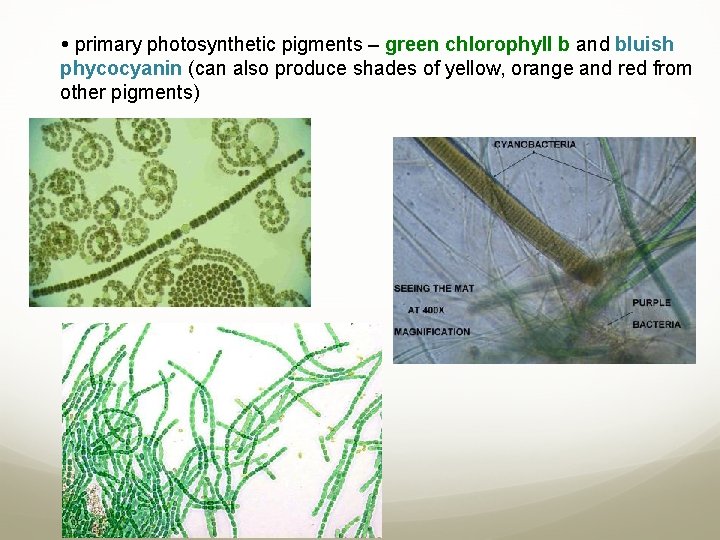  primary photosynthetic pigments – green chlorophyll b and bluish phycocyanin (can also produce