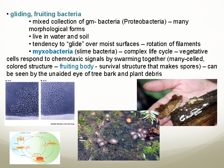  • gliding, fruiting bacteria • mixed collection of gm- bacteria (Proteobacteria) – many