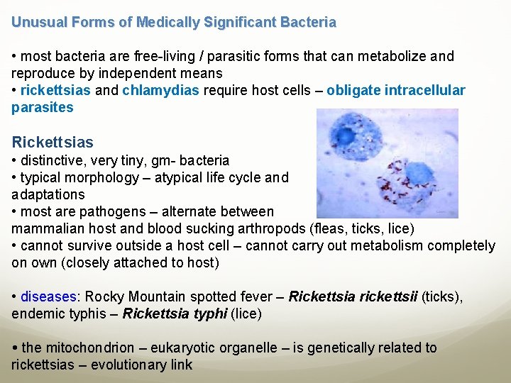 Unusual Forms of Medically Significant Bacteria • most bacteria are free-living / parasitic forms