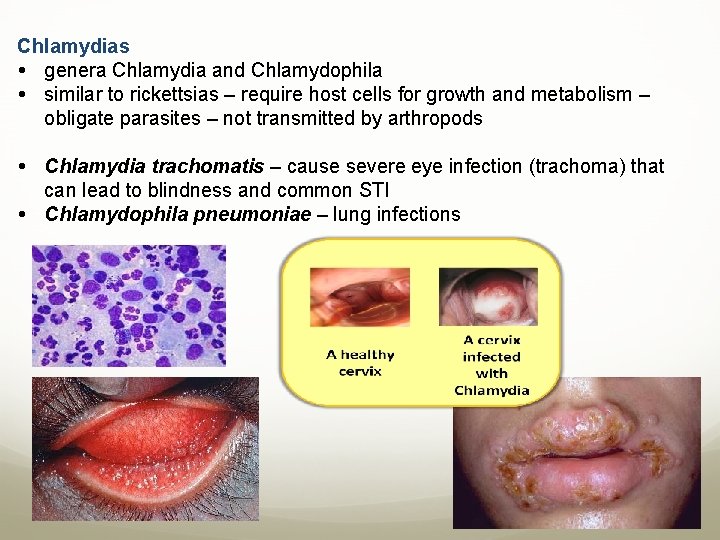 Chlamydias genera Chlamydia and Chlamydophila similar to rickettsias – require host cells for growth
