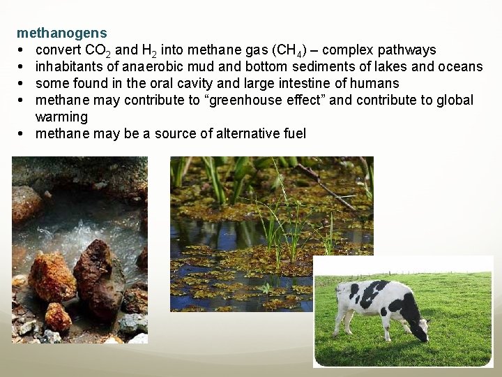 methanogens convert CO 2 and H 2 into methane gas (CH 4) – complex