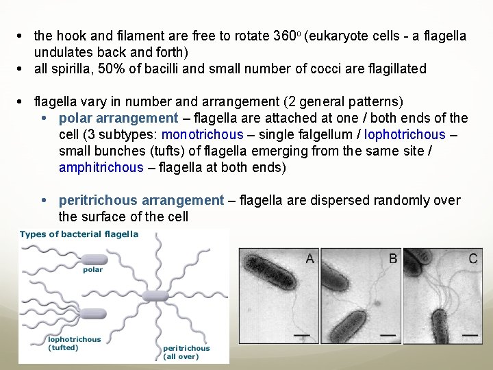  the hook and filament are free to rotate 360 o (eukaryote cells -