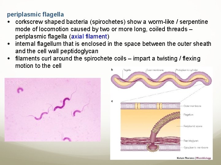 periplasmic flagella corkscrew shaped bacteria (spirochetes) show a worm-like / serpentine mode of locomotion