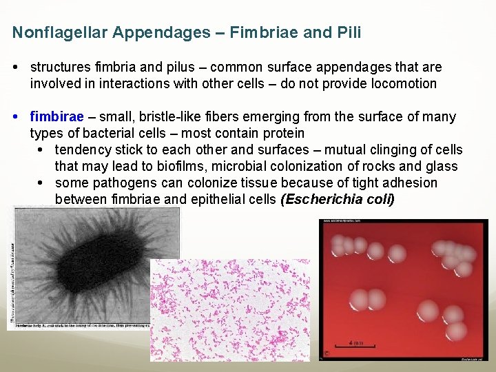 Nonflagellar Appendages – Fimbriae and Pili structures fimbria and pilus – common surface appendages