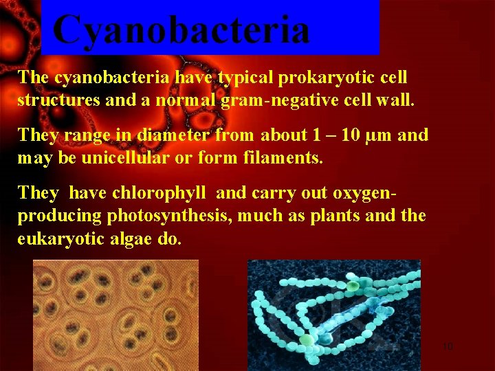 Cyanobacteria The cyanobacteria have typical prokaryotic cell structures and a normal gram-negative cell wall.