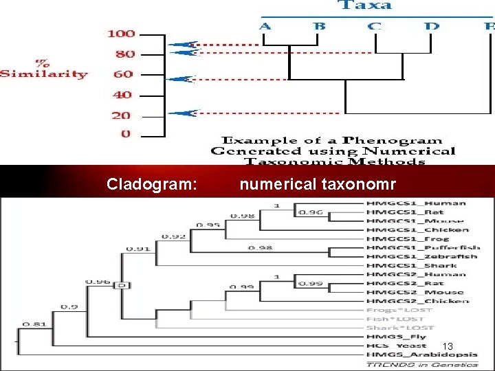 Cladogram: numerical taxonomr 13 