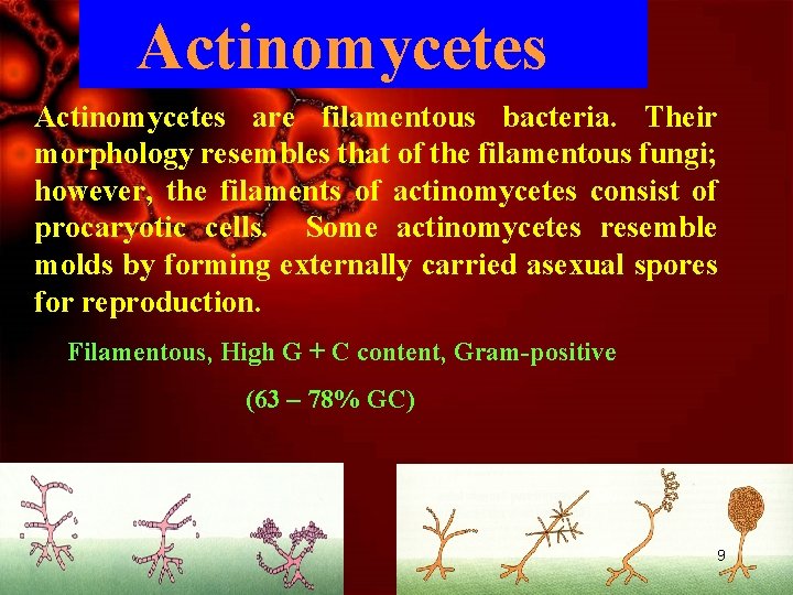Actinomycetes are filamentous bacteria. Their morphology resembles that of the filamentous fungi; however, the