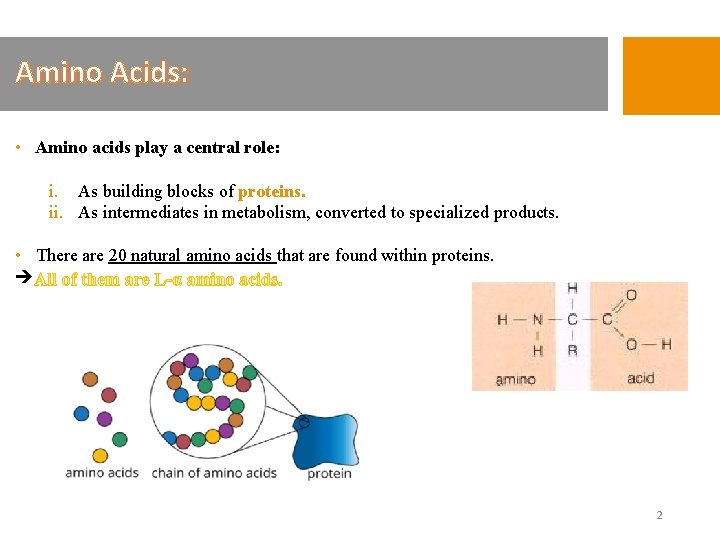 Amino Acids: • Amino acids play a central role: i. As building blocks of