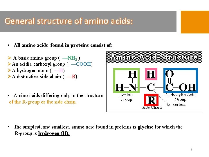 General structure of amino acids: • All amino acids found in proteins consist of: